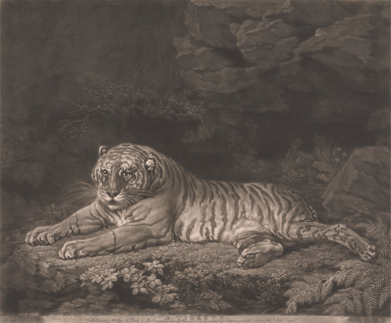 Eine Tigerin von John Dixon