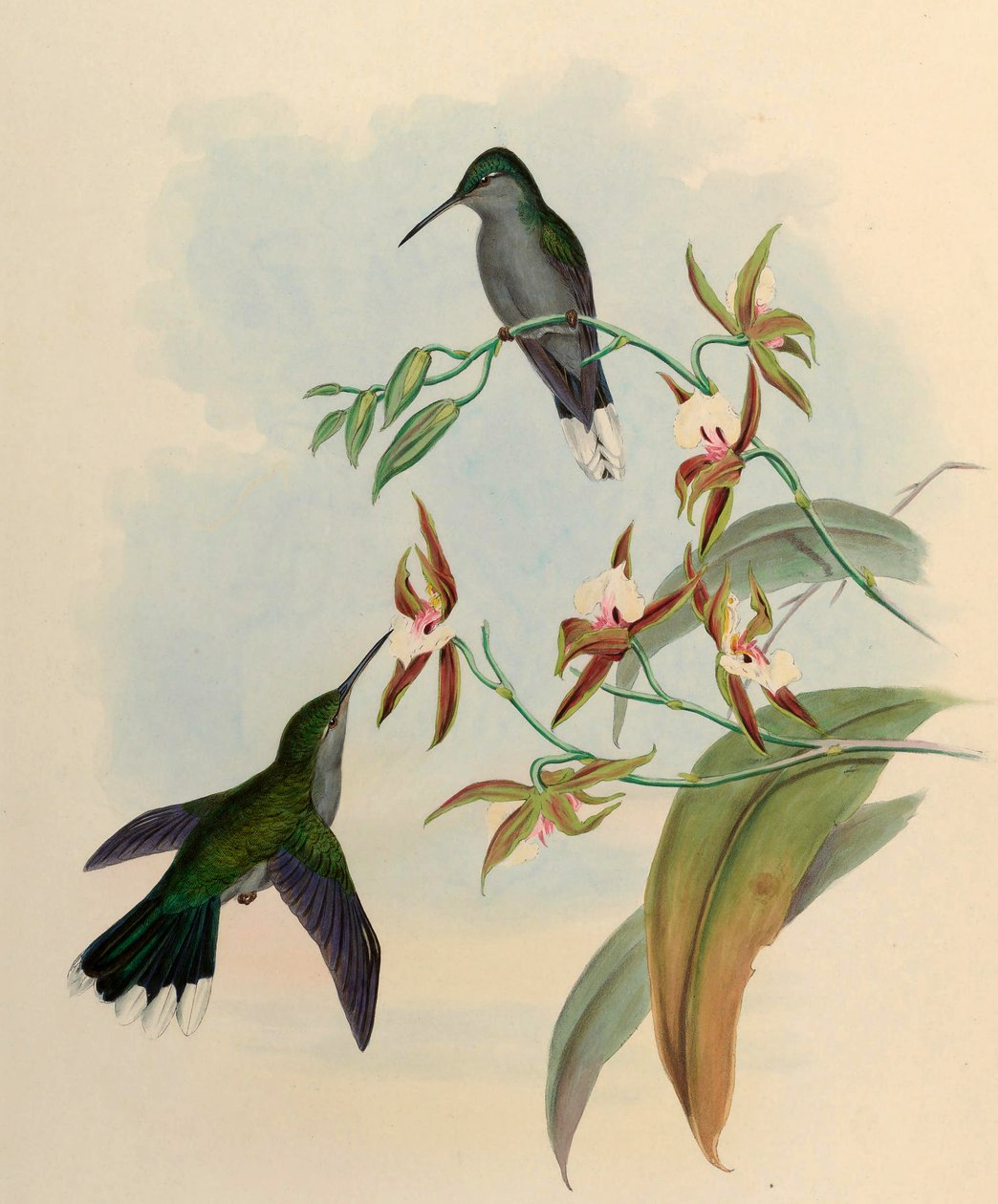 Campylopterus latipennis = Campylopterus largipennis von John Gould