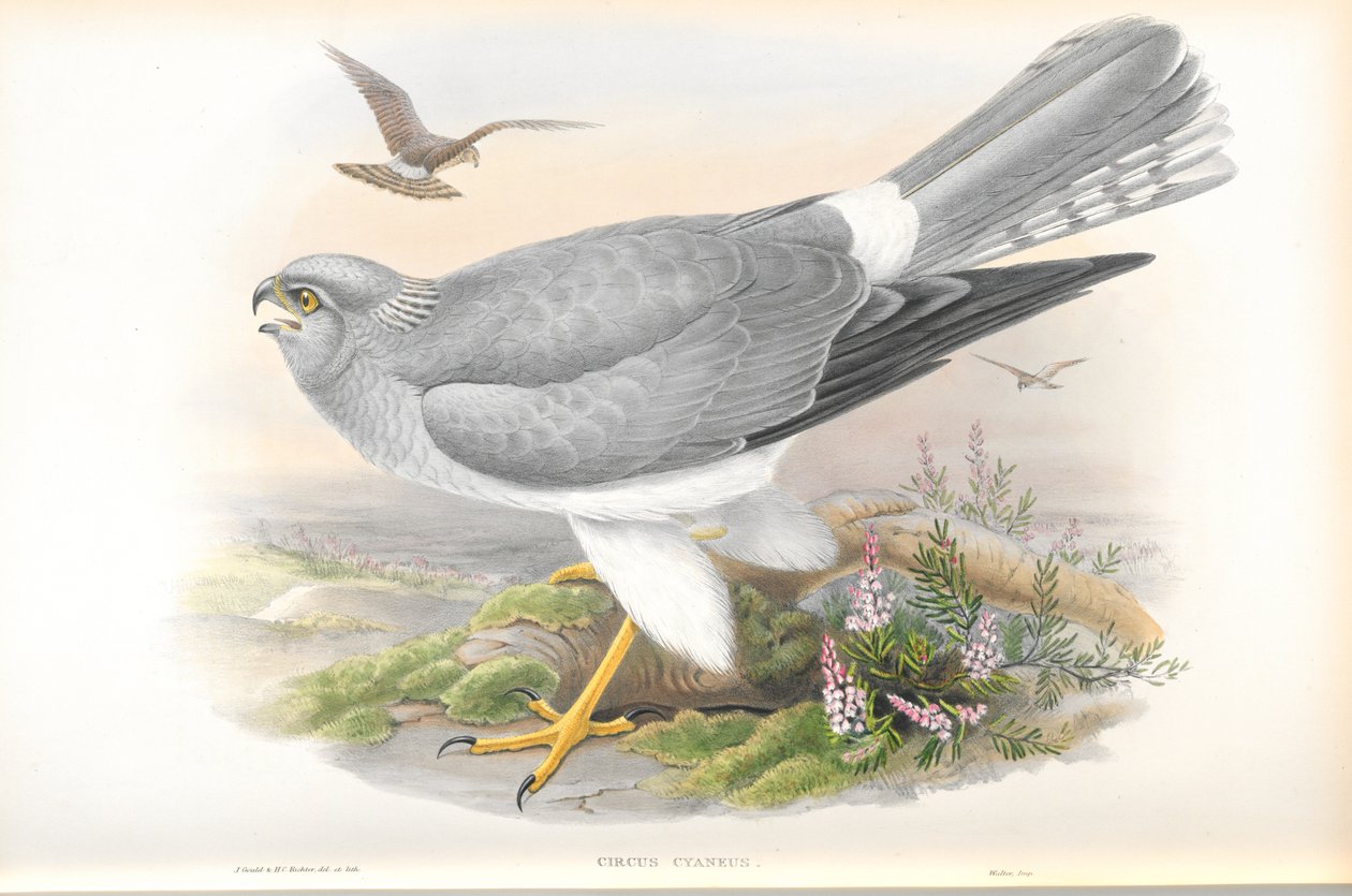 Illustration von Circus Cyaneus (Kornweihe) von John Gould