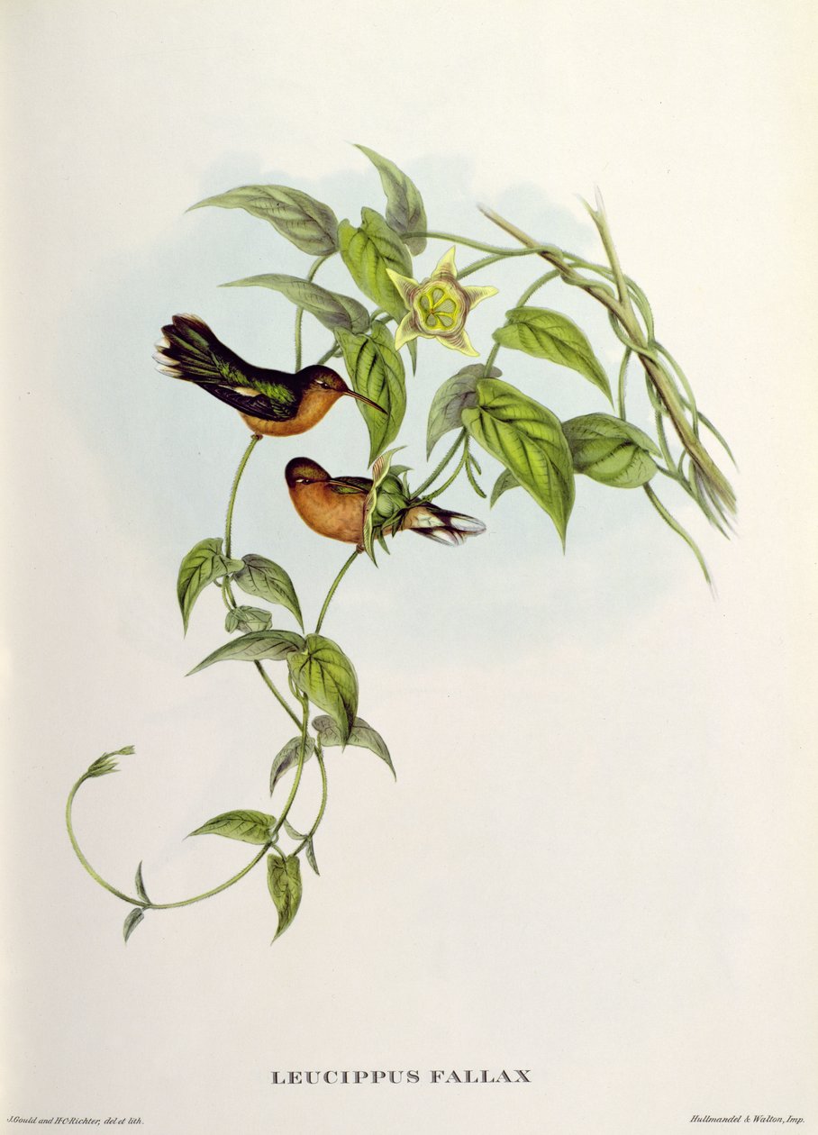 Leucippus Fallax von John Gould