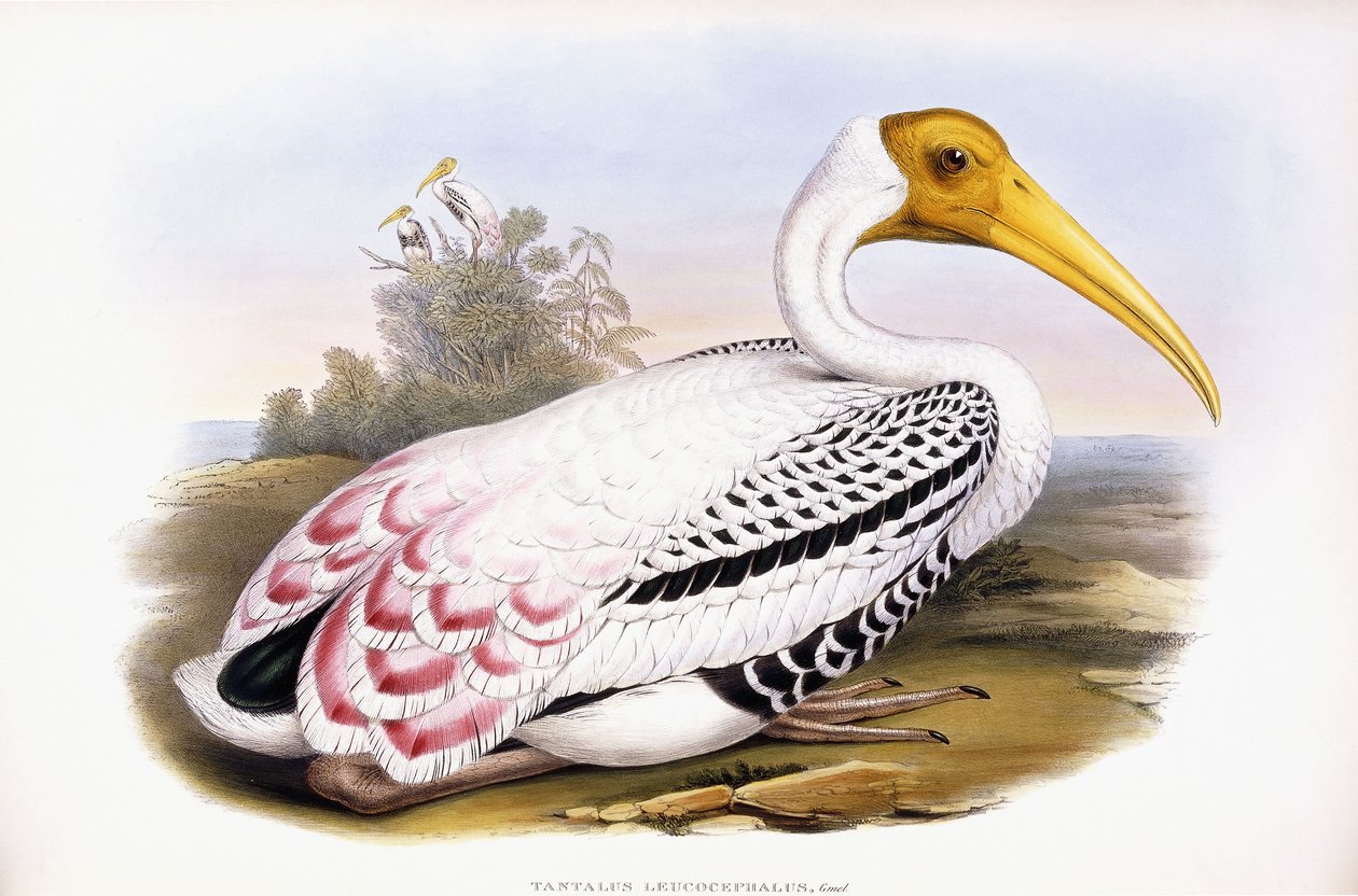 Bemalter Storch von John Gould