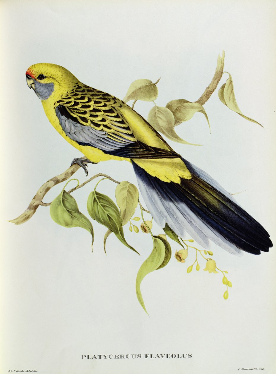 Platycercus Flaveolus von John Gould