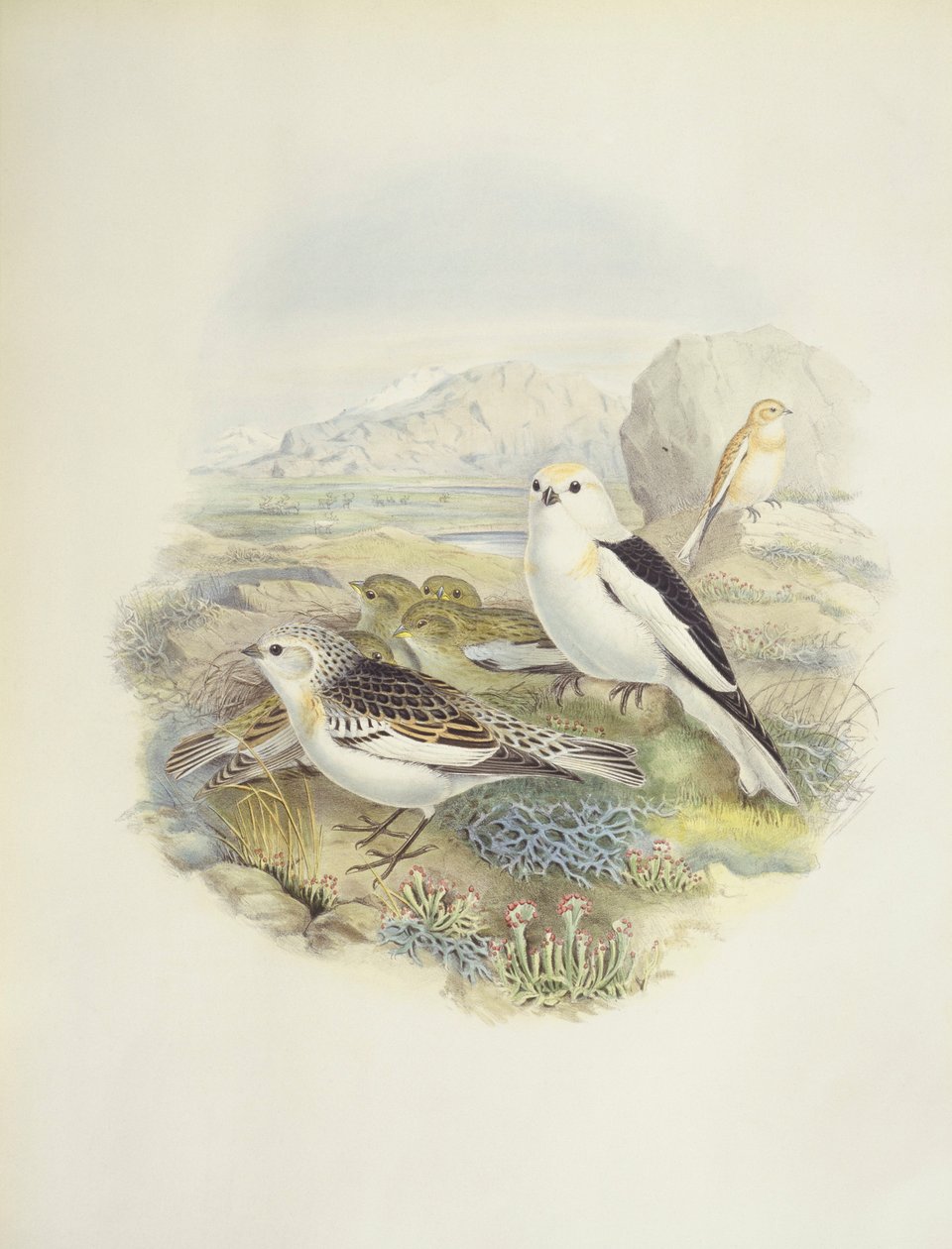 Schneeammer (Plectrophenax nivalis), Illustration von John Gould