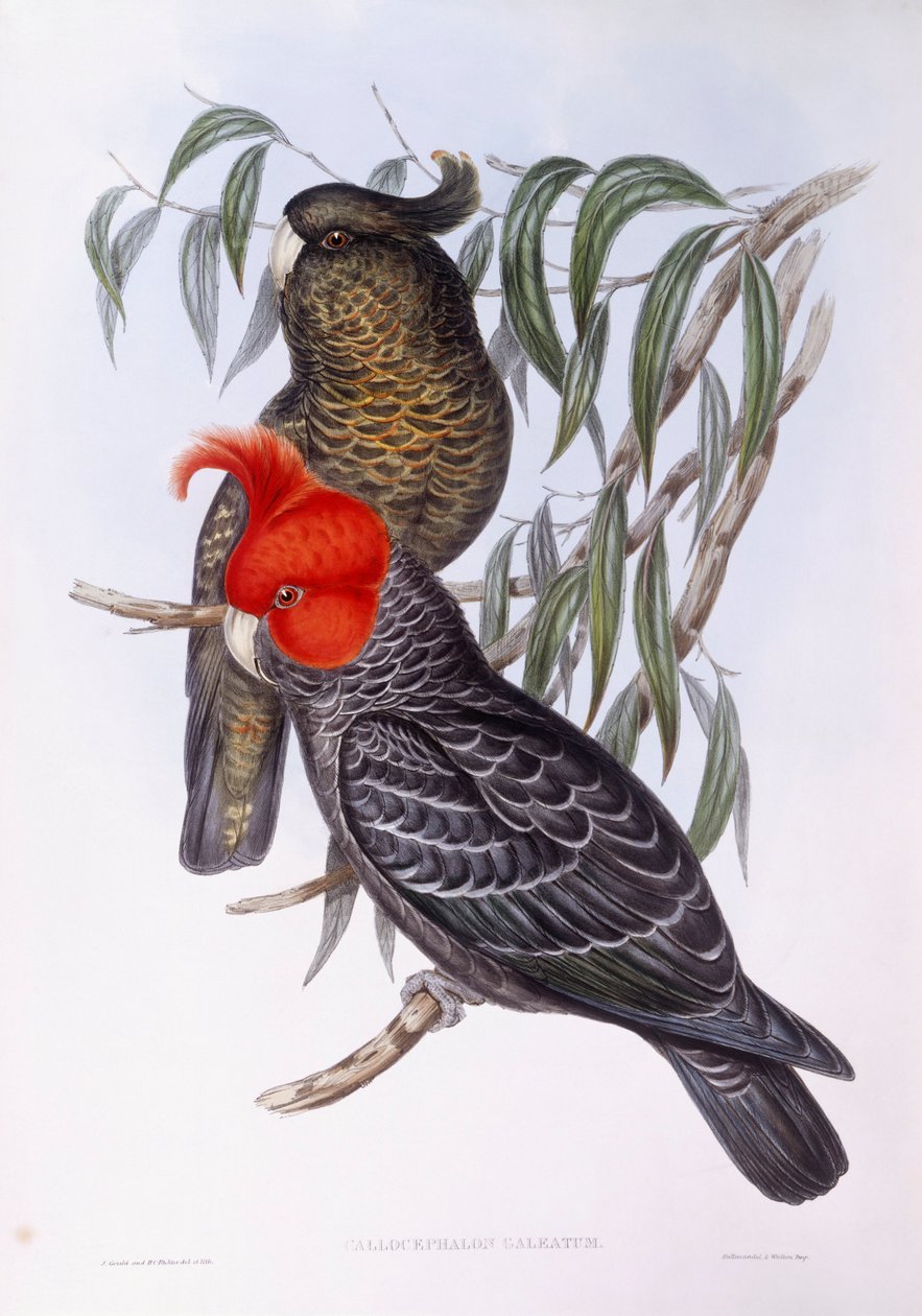 Zwei Papageien auf einem Ast, Gravur von John Gould