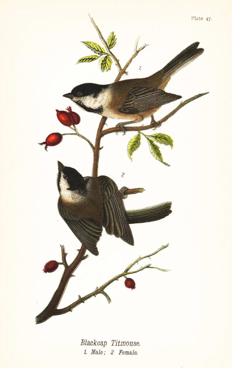 Schwarzkappenmeise, Poecile atricapillus von John James (after) Audubon