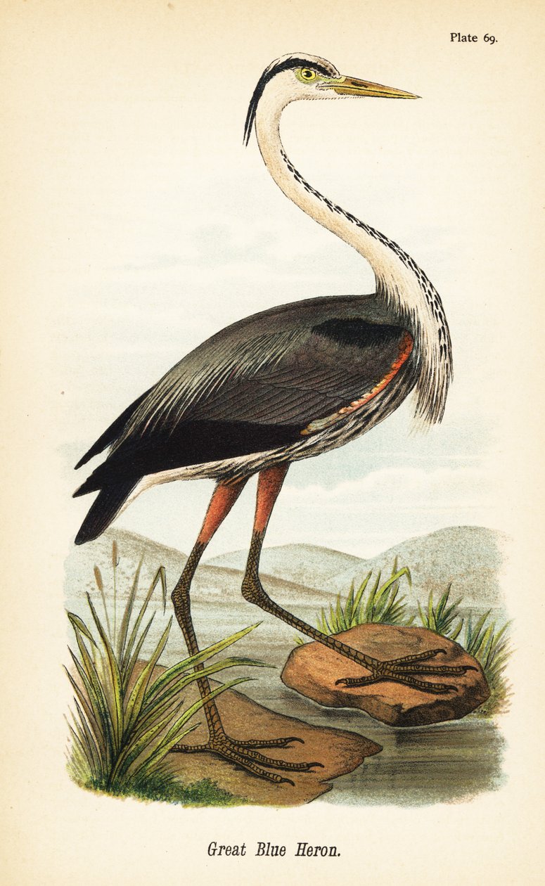 Kanadareiher, Ardea herodias von John James (after) Audubon
