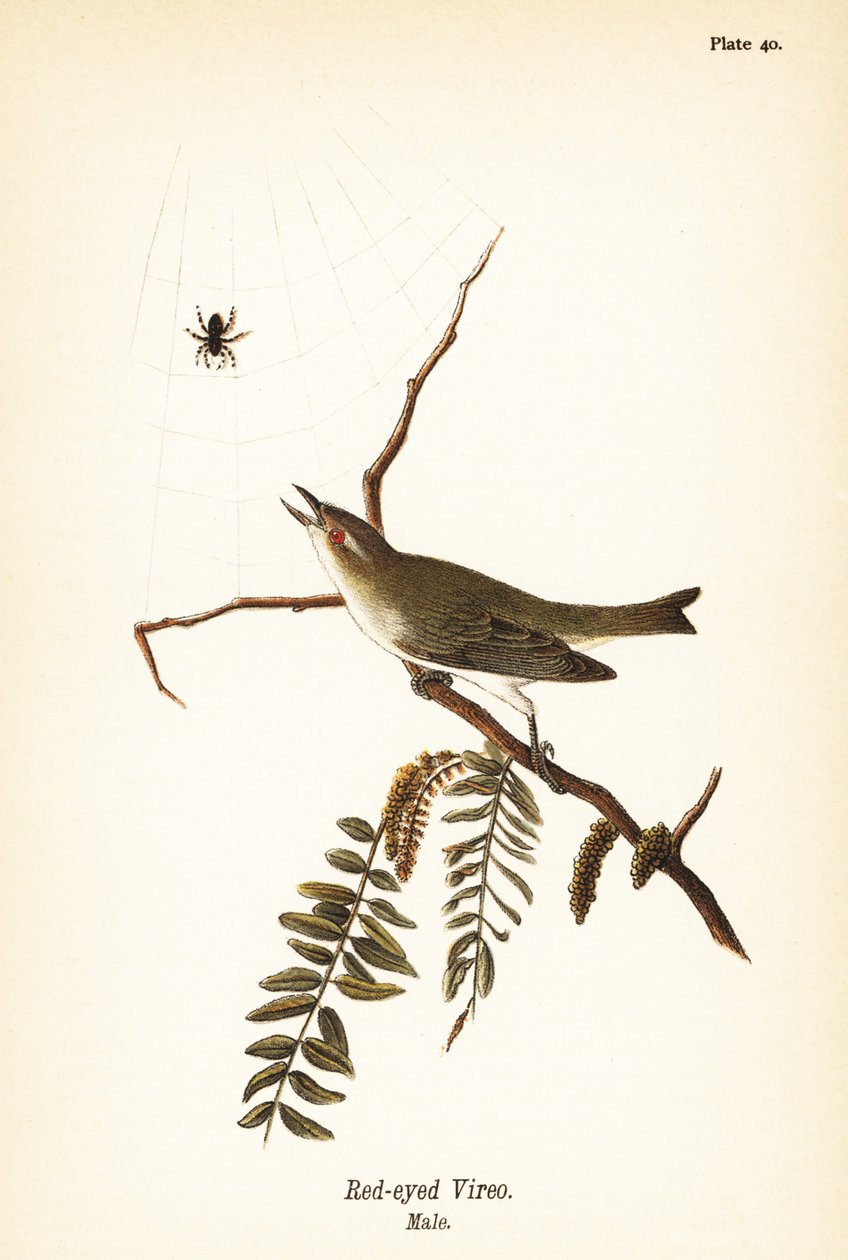 Rotschnabelvireo, Vireo olivaceus, Männchen von John James (after) Audubon