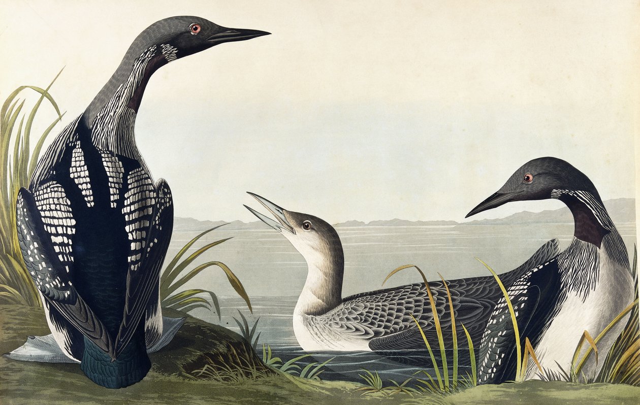 Prachttaucher von John James Audubon