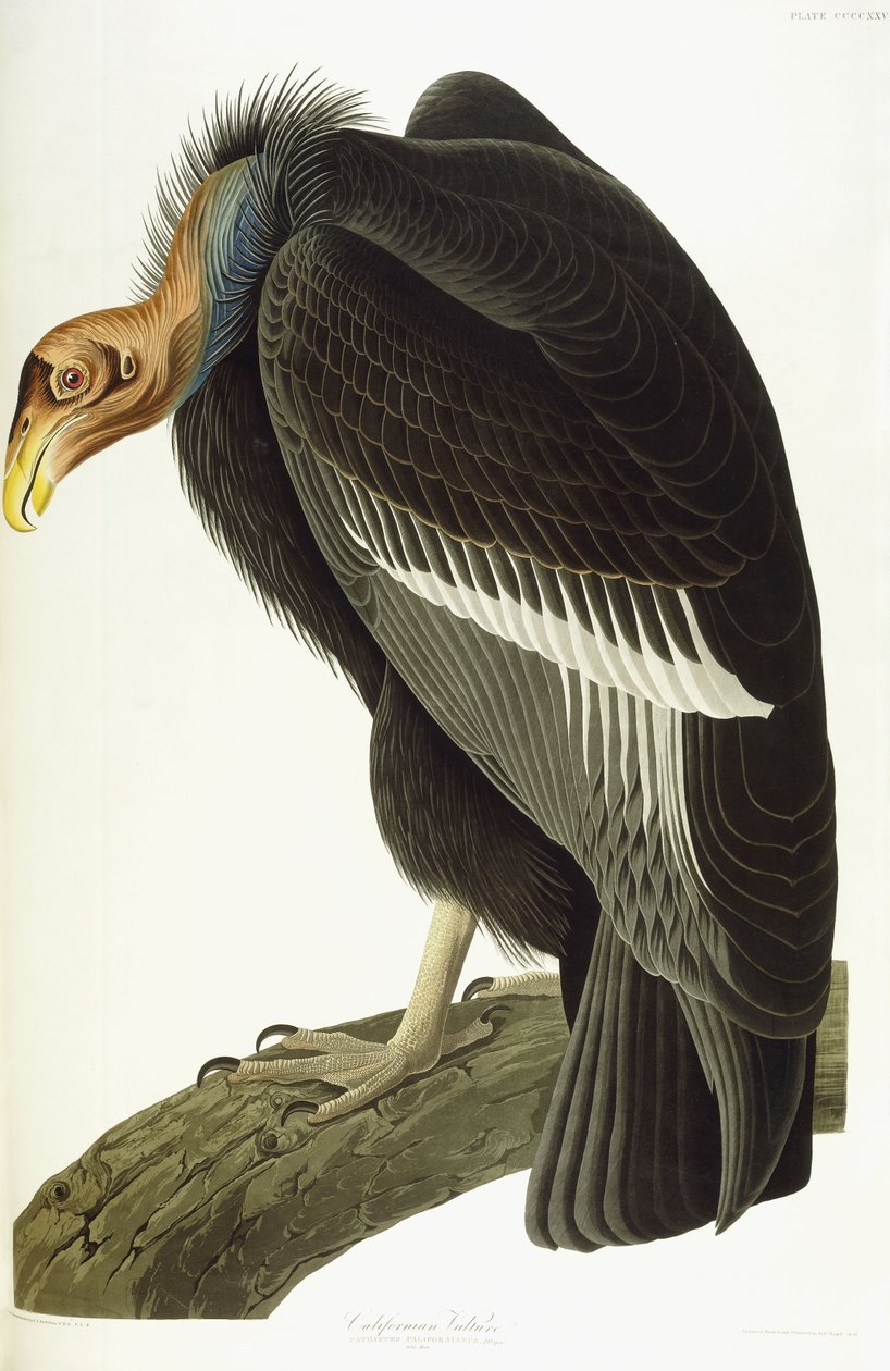 Kalifornischer Geier, altes Männchen, 1838 von John James Audubon