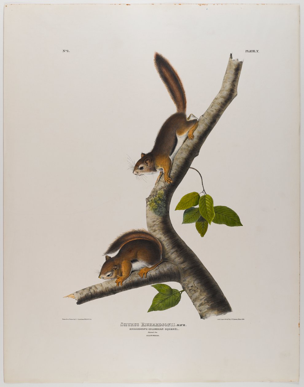 Kolumbianisches Eichhörnchen von John James Audubon