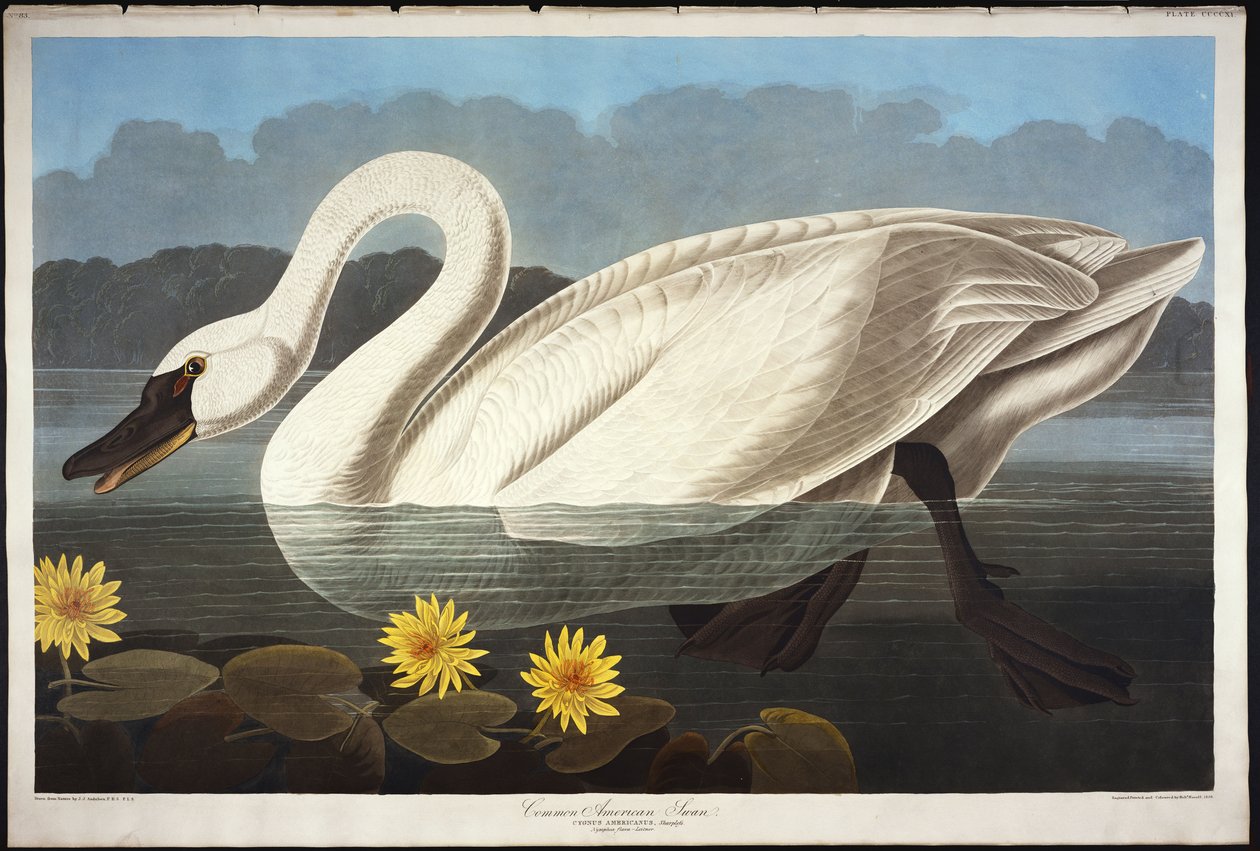 Gewöhnlicher amerikanischer Schwan. Pfeifschwan von John James Audubon
