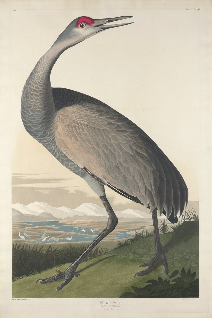 Schreikranich, 1835 von John James Audubon