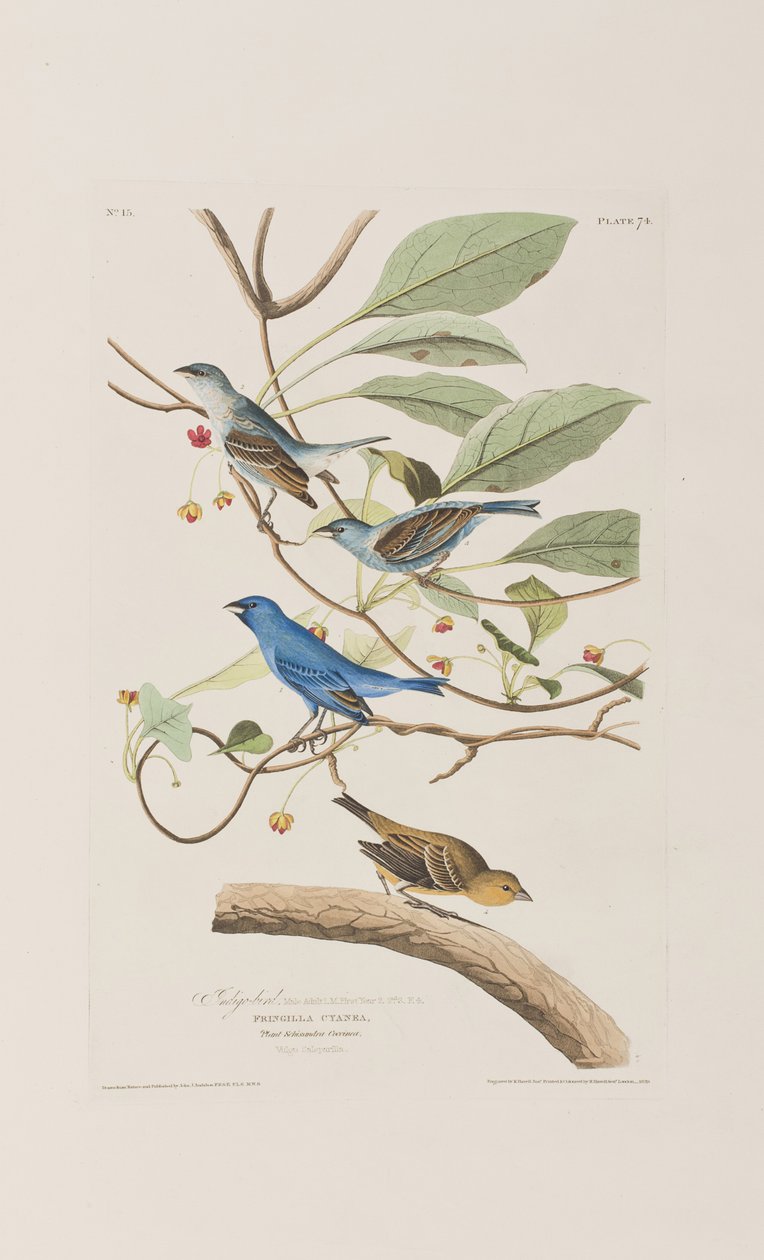 Illustration aus 