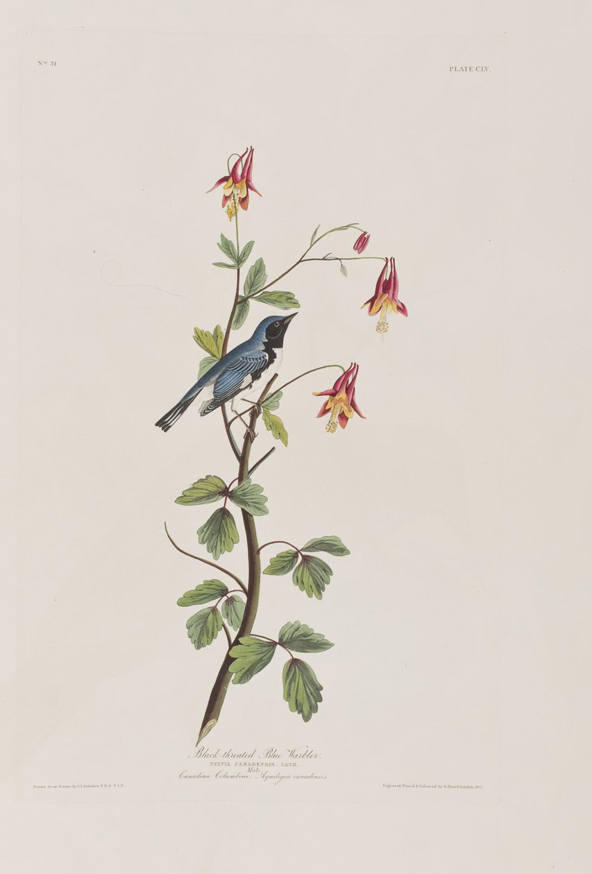 Illustration aus 