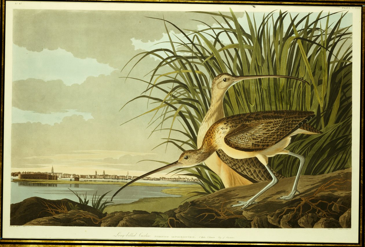 Männlicher und weiblicher Langschnabel-Brachvogel von John James Audubon