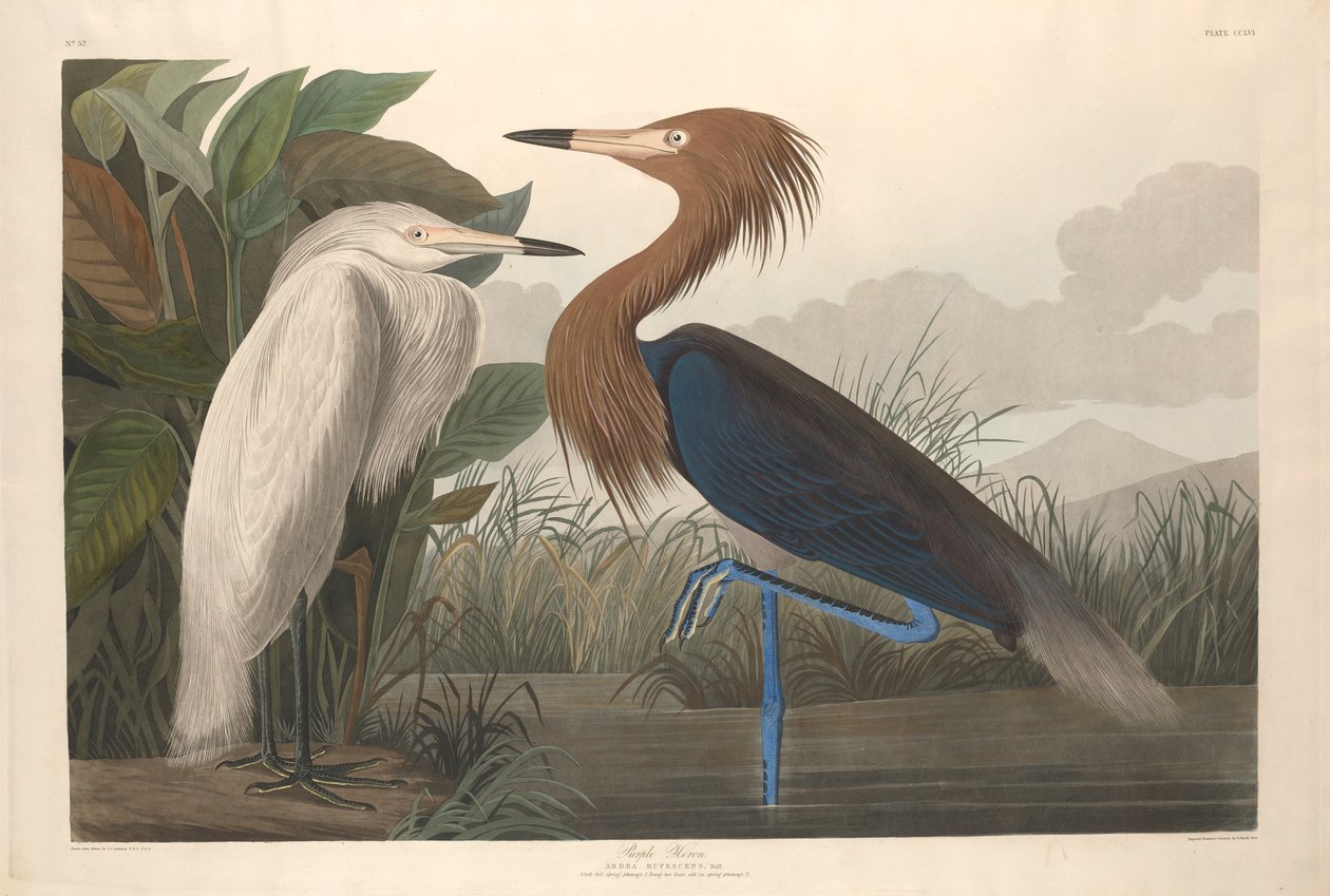 Purpurreiher, 1835 von John James Audubon