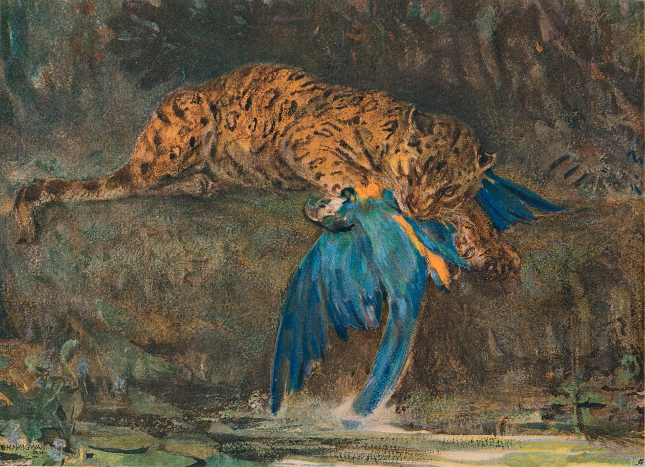 Jaguar und Ara, spätes 19. Jahrhundert von John Macallan Swan