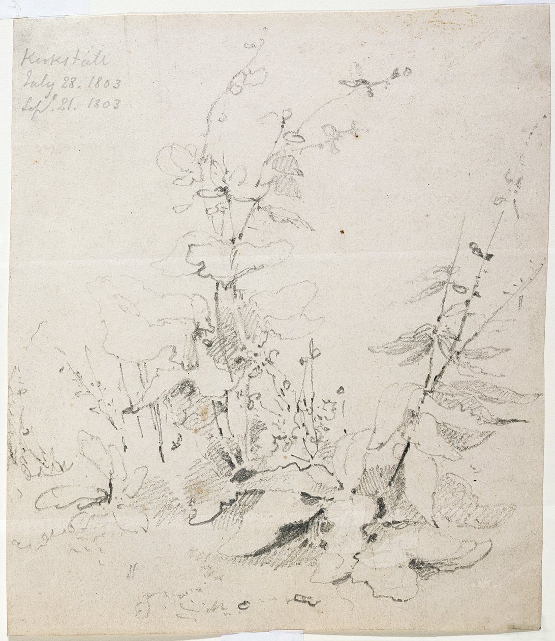 Studie von Unkraut, Kirkstall von John Sell Cotman