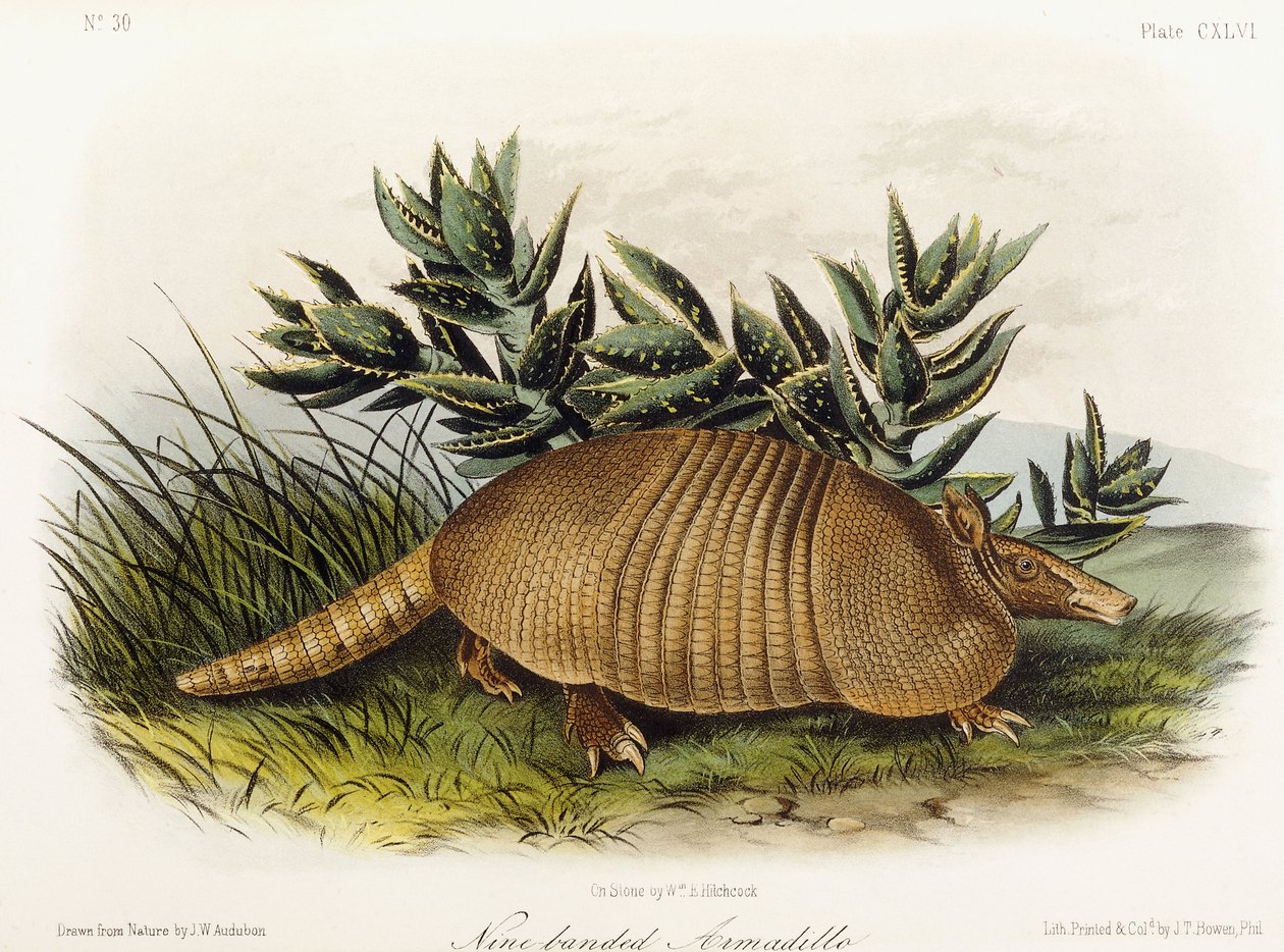 Neunbinden-Gürteltier, 1849-1854 von John Woodhouse Audubon