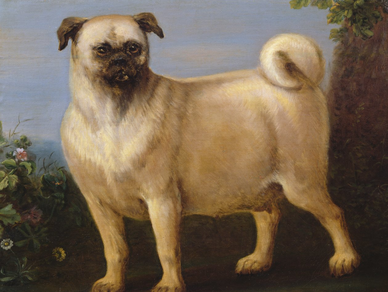 Ein Mops in einer Landschaft von John Wootton