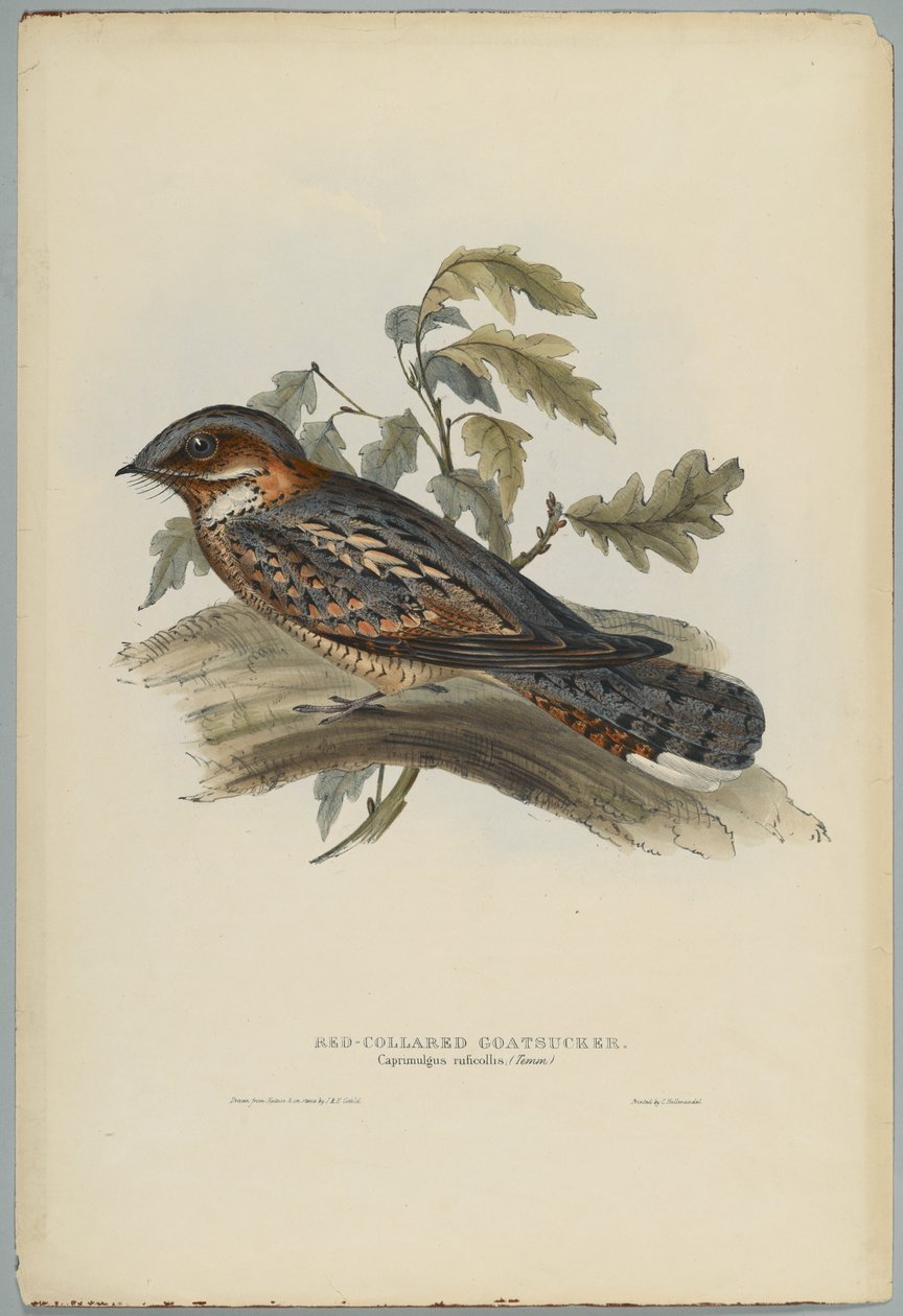 Rothals-Ziegenmelker von John after Gould