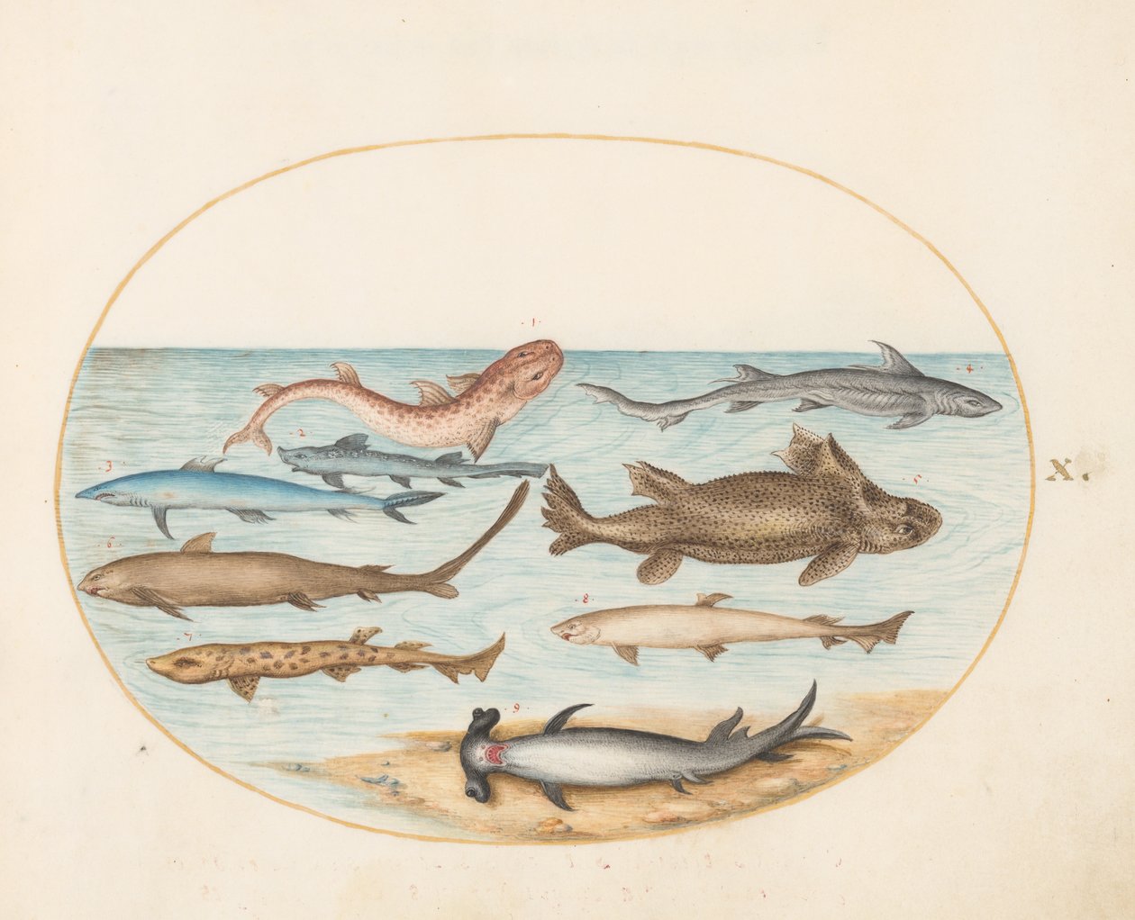 Fisch, ca. 1575-80 von Joris Hoefnagel