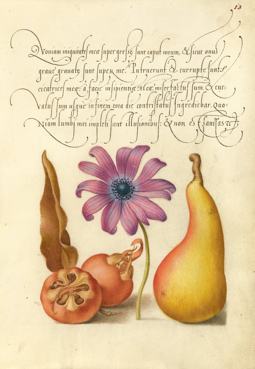 Mispel, Anemone und Birne von Joris Hoefnagel