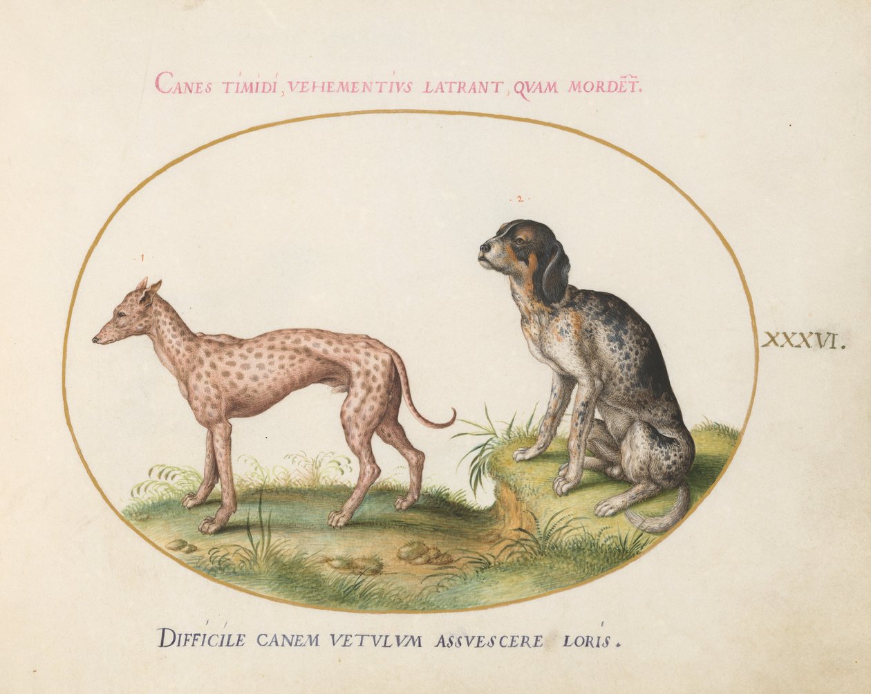 Tafel 36: Zwei gefleckte Hunde von Joris Hoefnagel