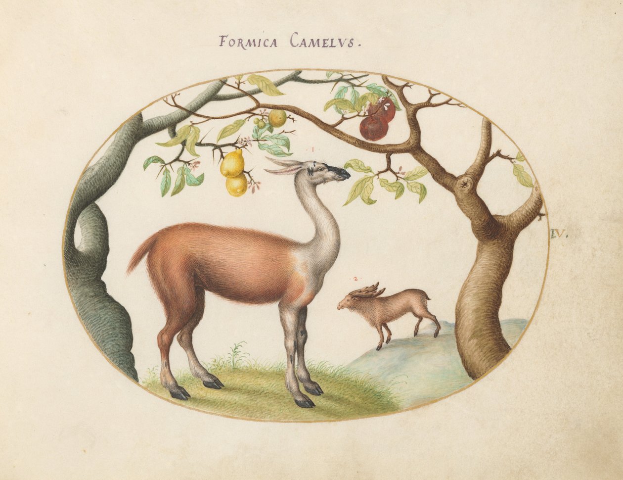 Tafel 4: Lama und Elch von Joris Hoefnagel