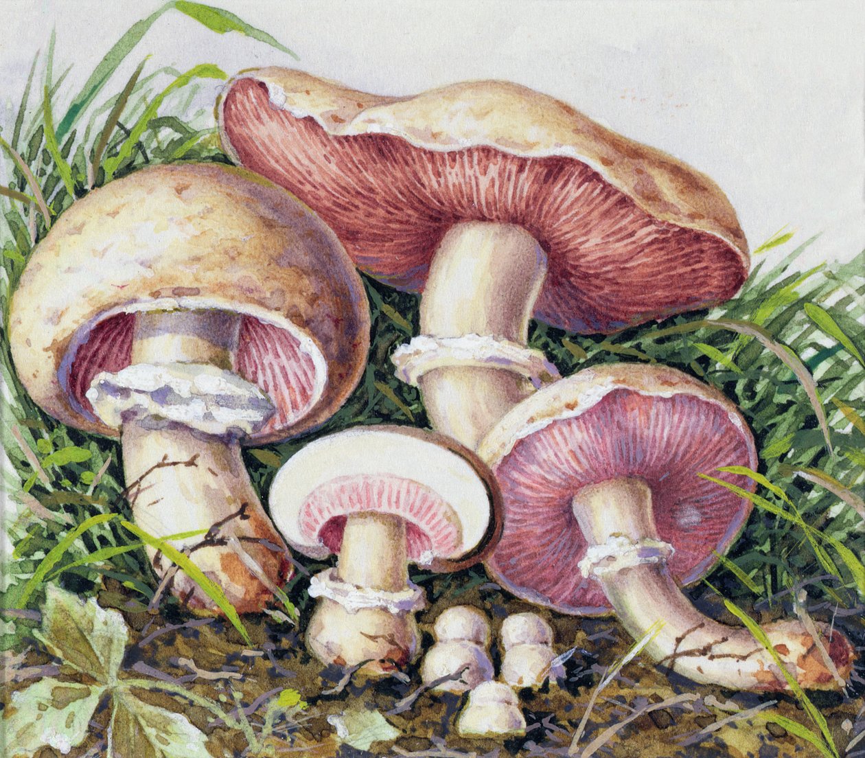 Studie eines Pilzes von Josef Fleischmann