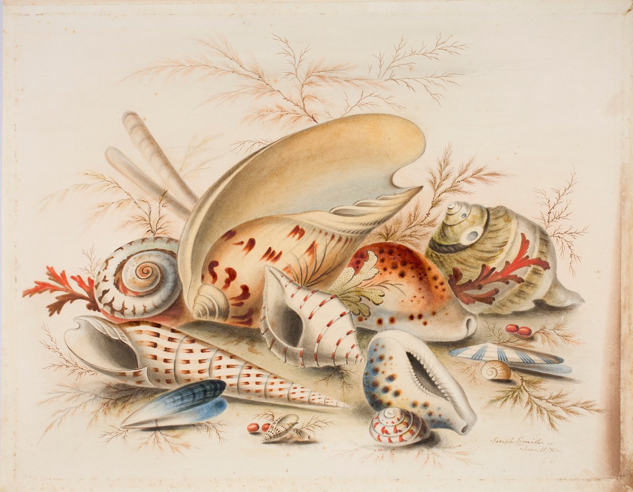 Studie von Muscheln von Joseph Smith