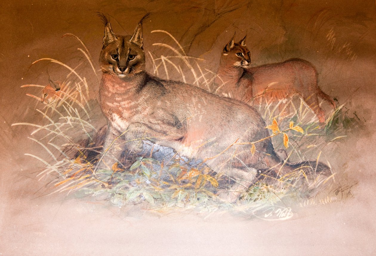 Karakal, 1851-69 von Joseph Wolf