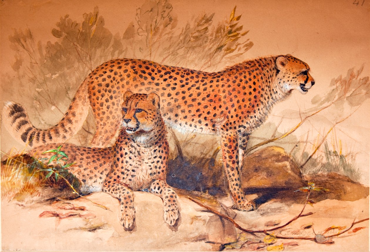 Gepard, 1851-52 von Joseph Wolf