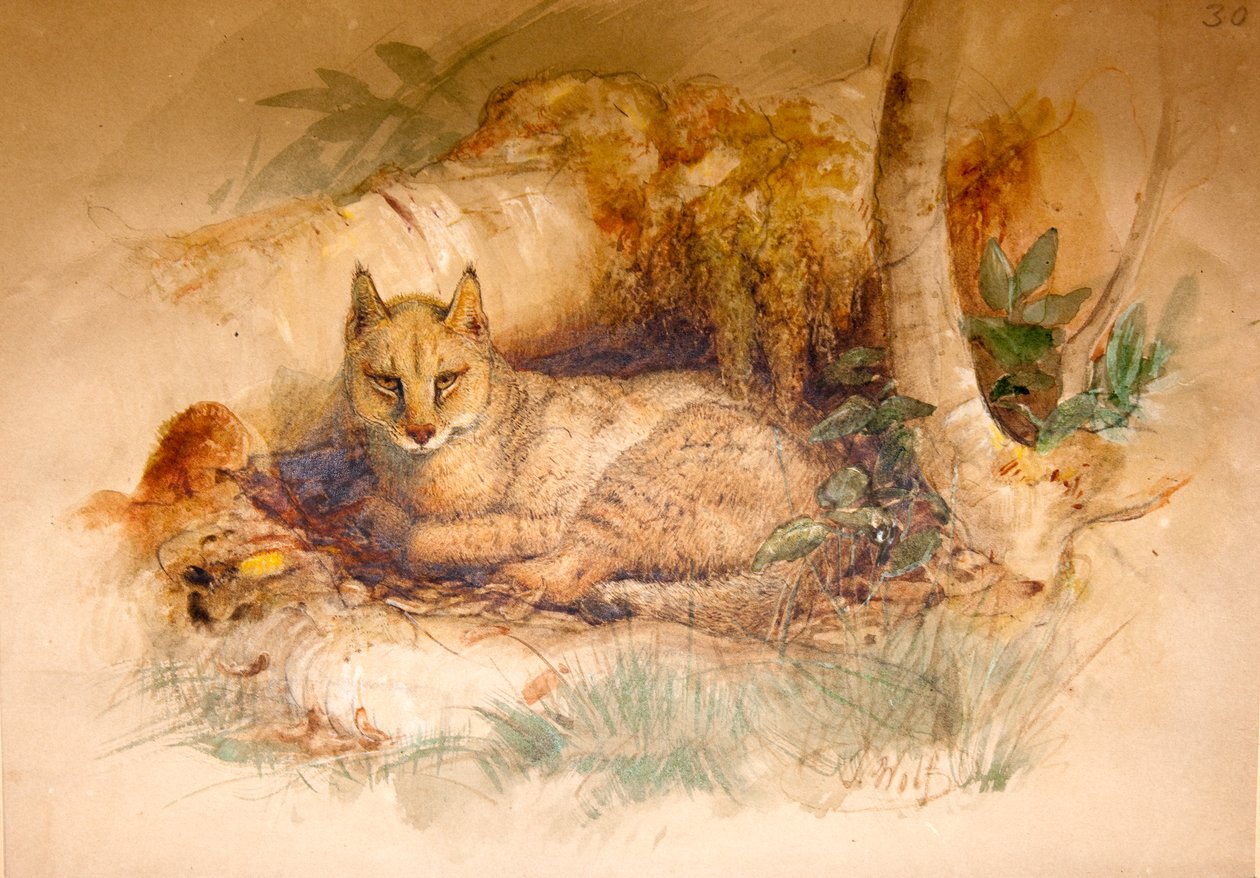 Ägyptische Katze, 1851-69 von Joseph Wolf