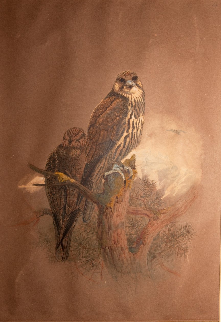 Sakerfalke (Falco sacer), 1856-67 von Joseph Wolf