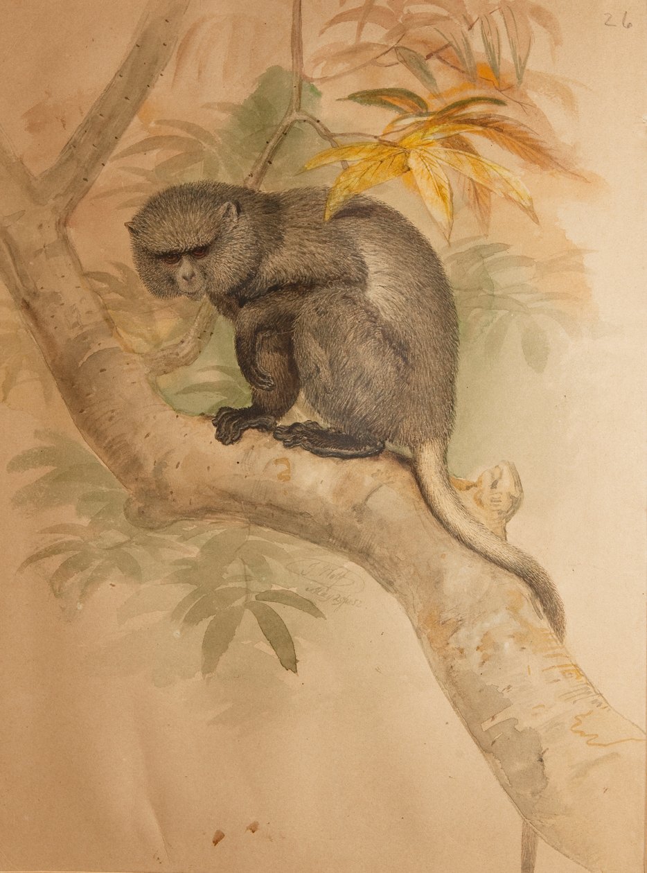 Fremder Affe, Farbtafel aus 