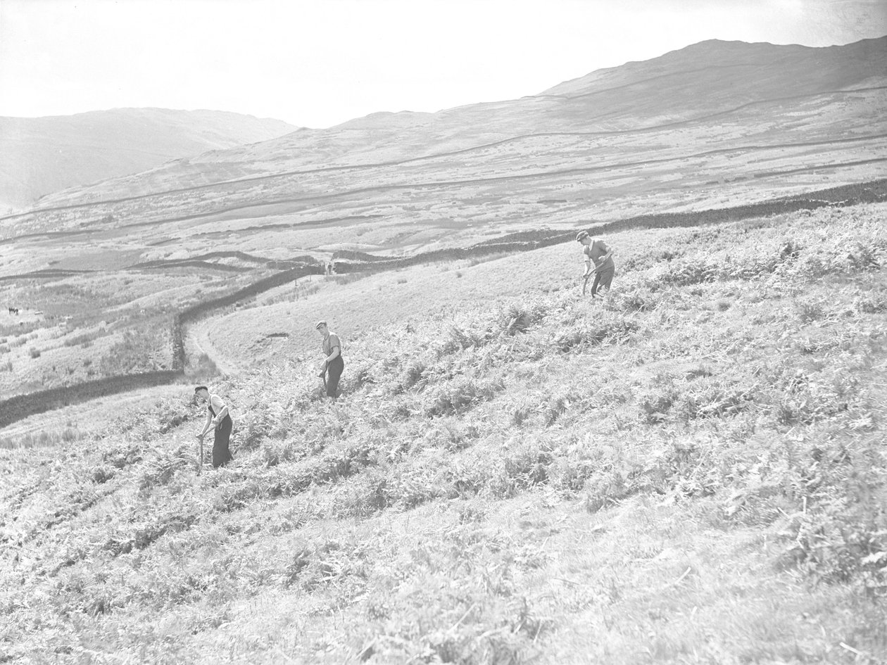 Drei Männer mähen Farn im Feld von Joseph Hardman