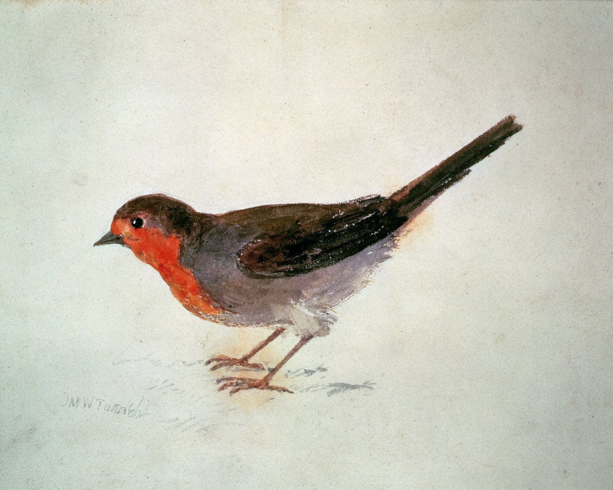 Rotkehlchen, aus dem Farnley-Buch der Vögel, ca. 1816 von Joseph Mallord William Turner