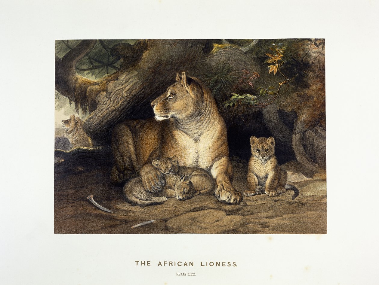 Die afrikanische Löwin, ca. 1880-1883 von Joseph Wolf