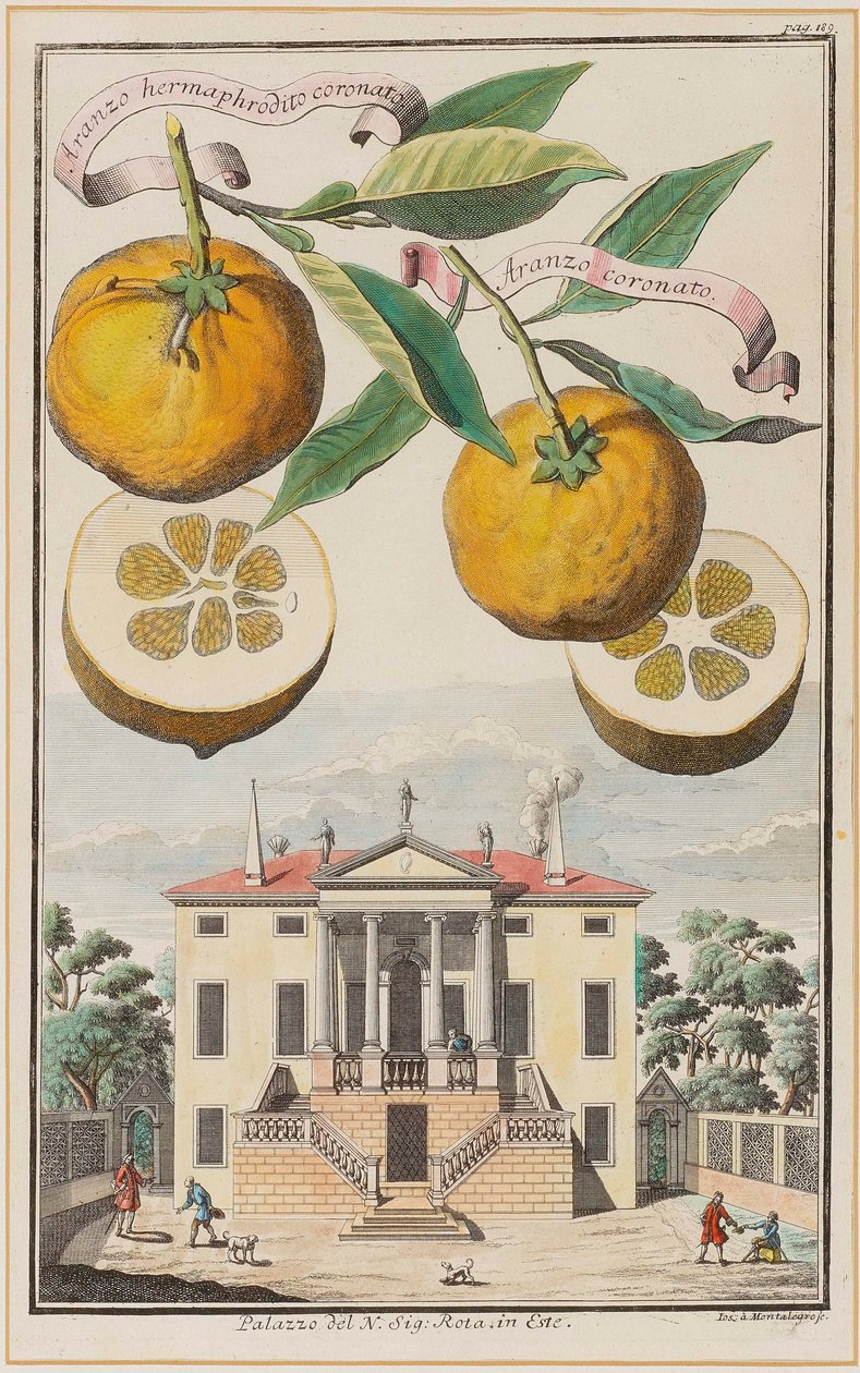 Aranzo Hermaphrodit von Joseph de Montalegre