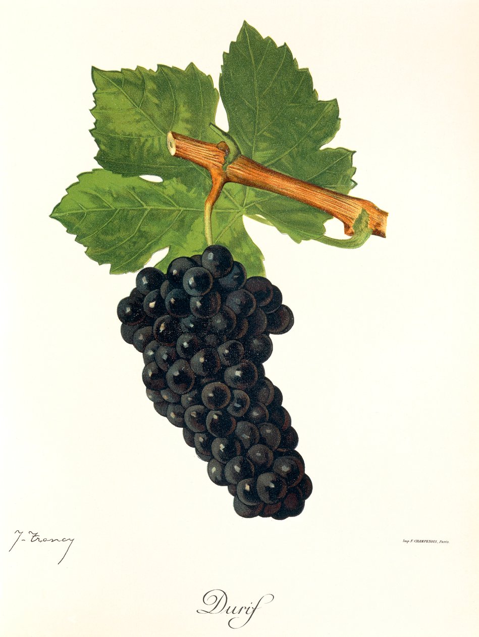 Durif-Traube von Jules Troncy