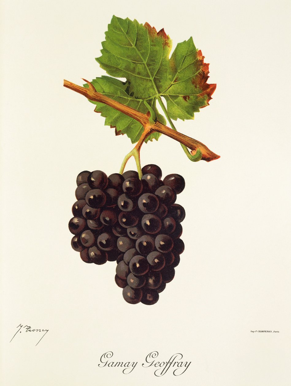 Gamay Geoffray-Traube von Jules Troncy