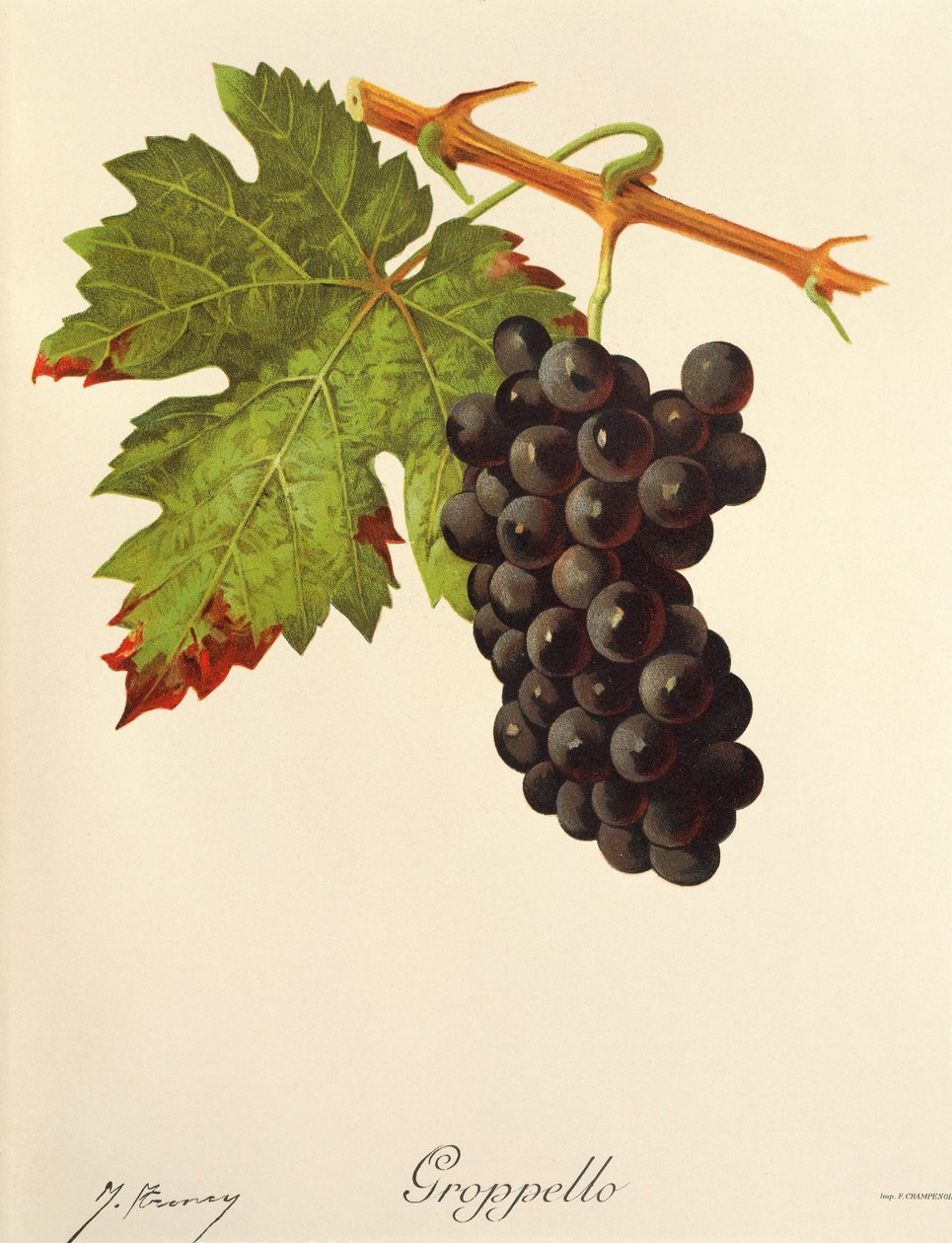 Groppello-Traube von Jules Troncy