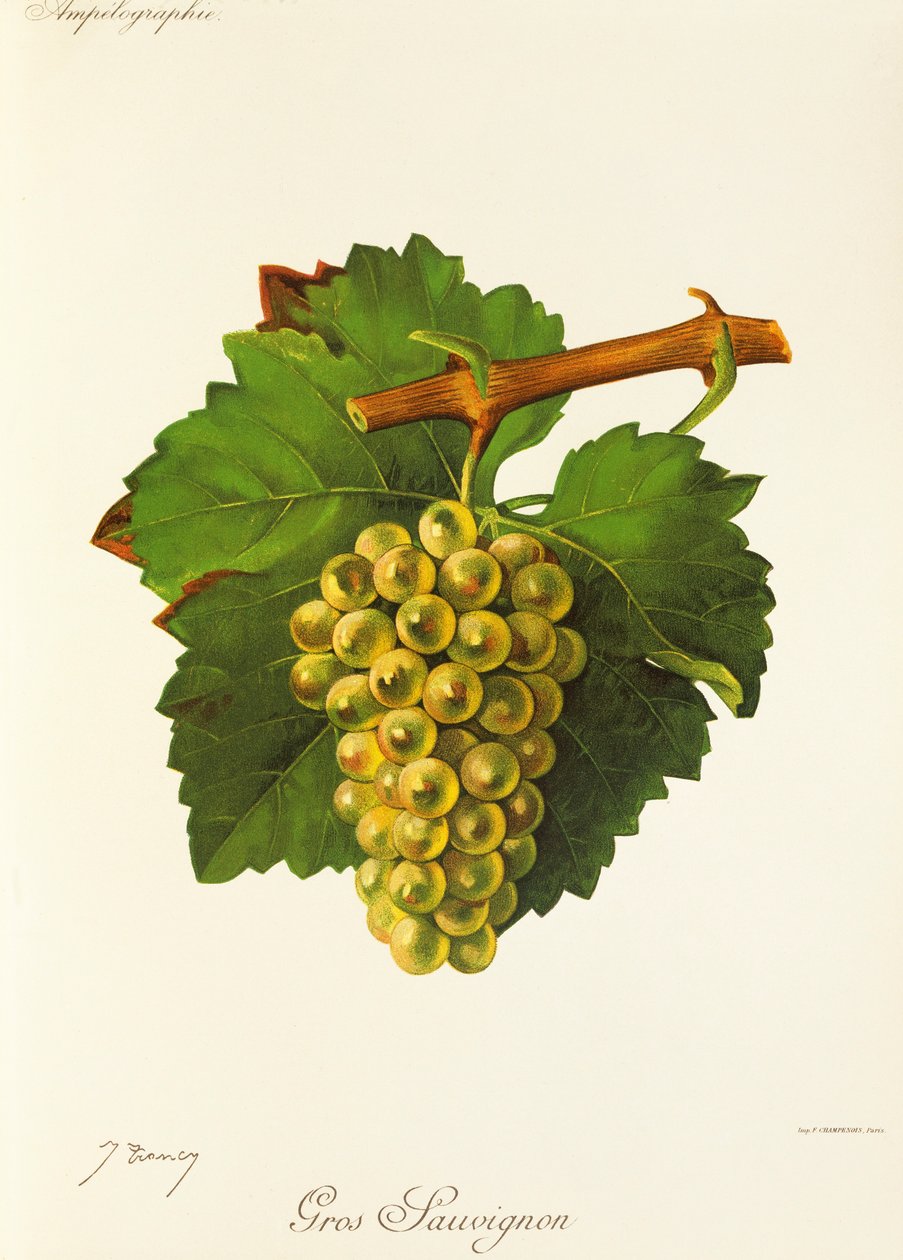 Gros Sauvignon-Traube von Jules Troncy