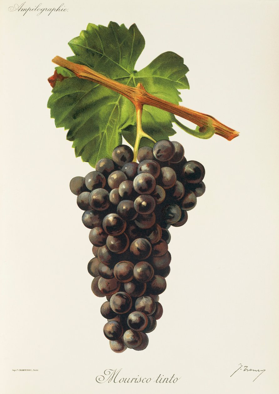 Mourisco Tinto-Traube von Jules Troncy