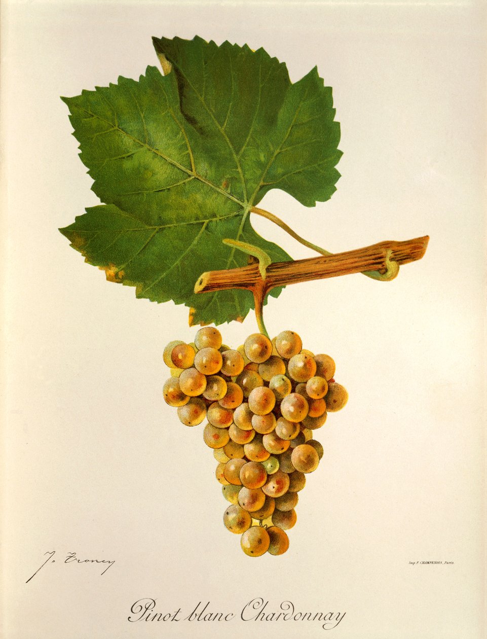 Pinot Blanc Chardonnay Traube von Jules Troncy
