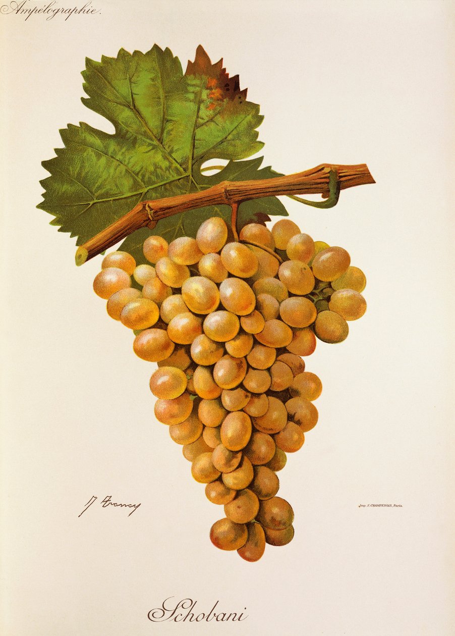Schobani-Traube von Jules Troncy
