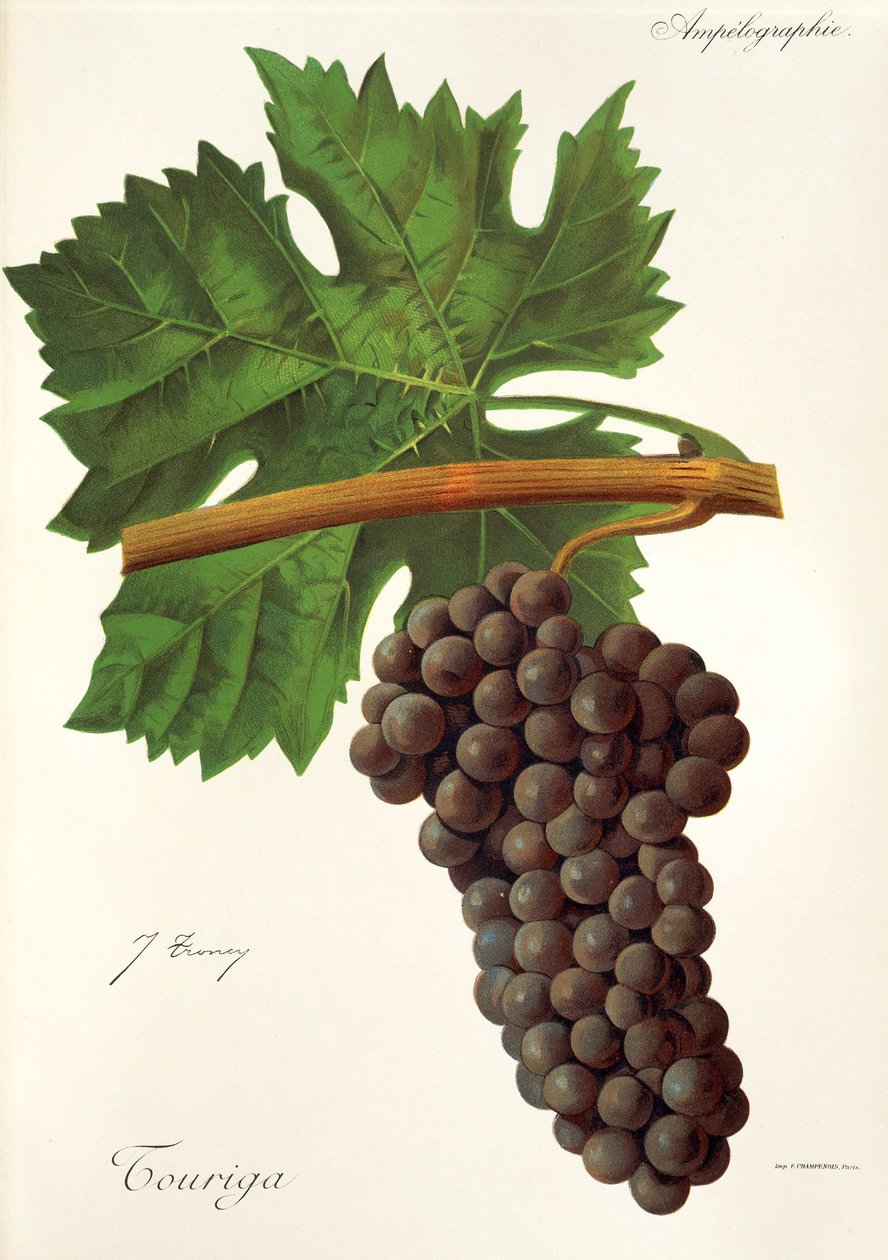 Touriga-Traube von Jules Troncy