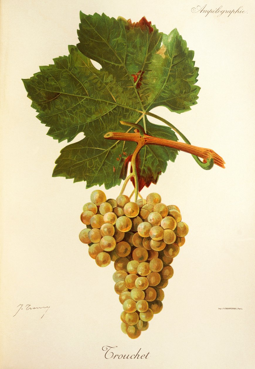 Trouchet Traube von Jules Troncy