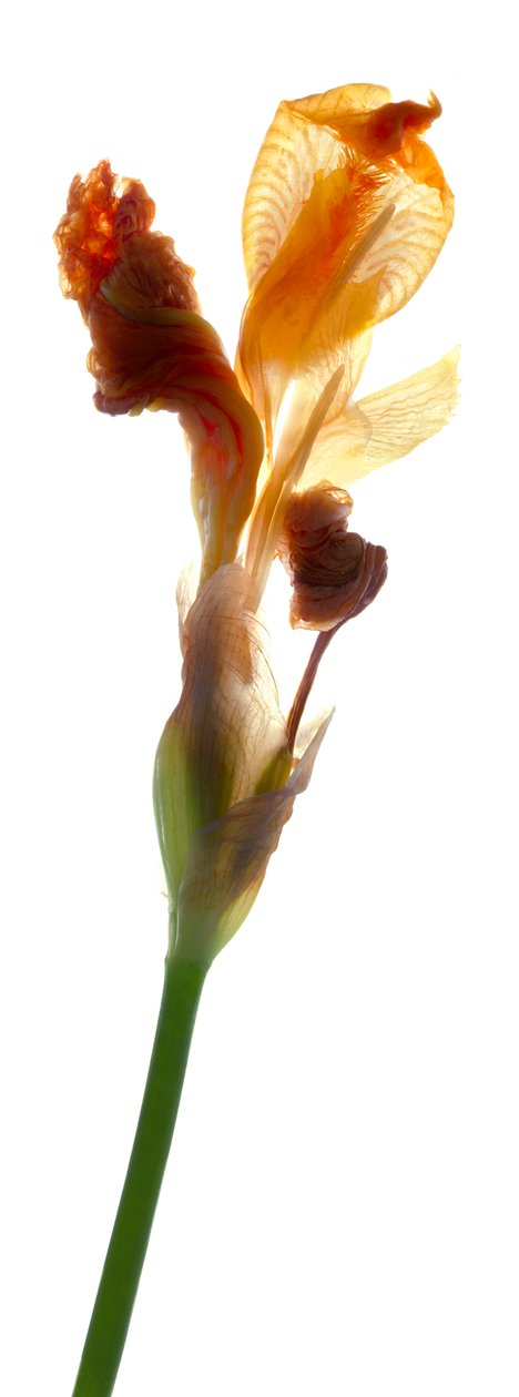 Gelbe Iris, 2011 von Julia McLemore